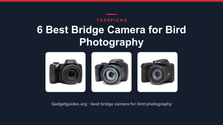 6 Best Bridge Camera for Bird Photography