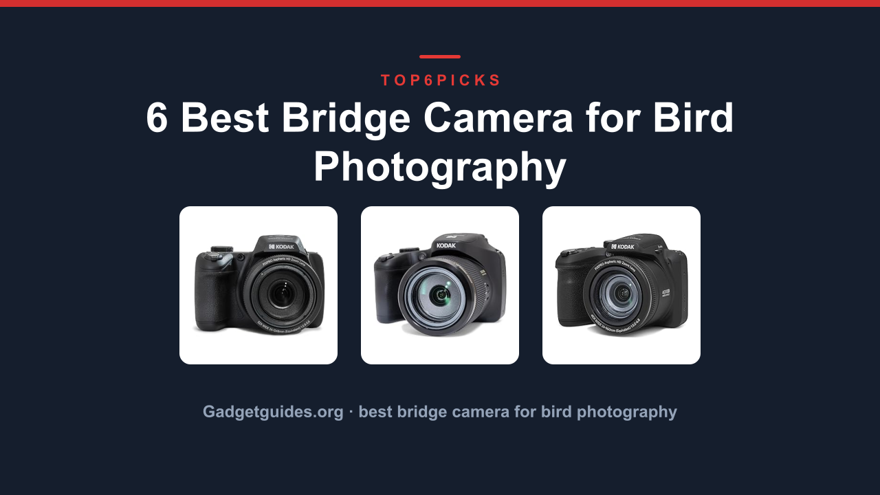 6 Best Bridge Camera for Bird Photography