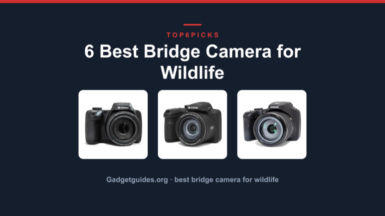 6 Best Bridge Camera for Wildlife