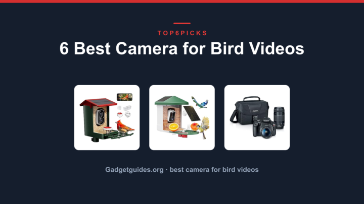 6 Best Camera for Bird Videos