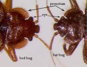 Bat bug pronotum hairs