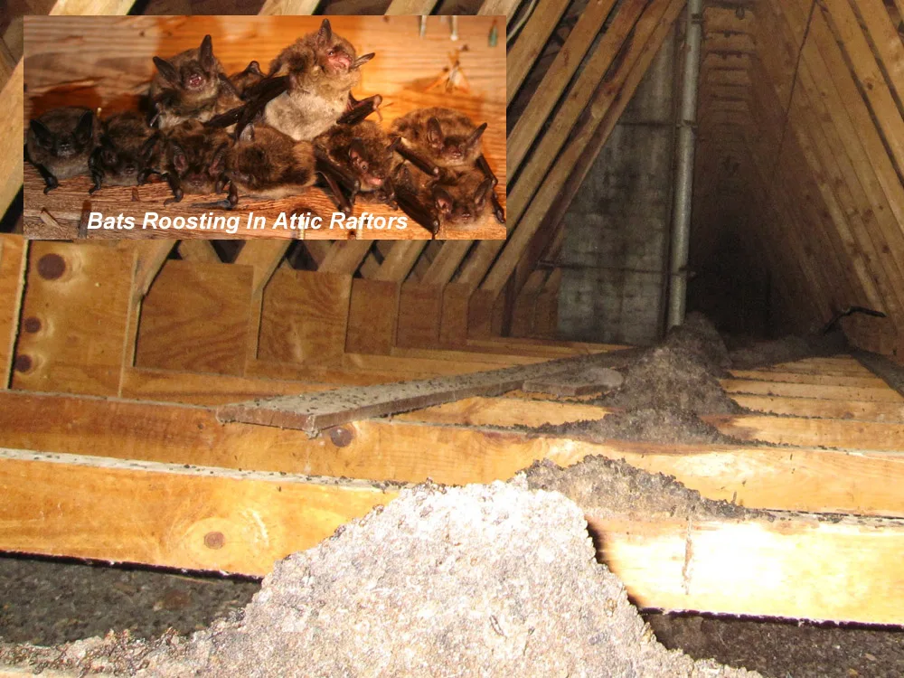 Bat guano in attic