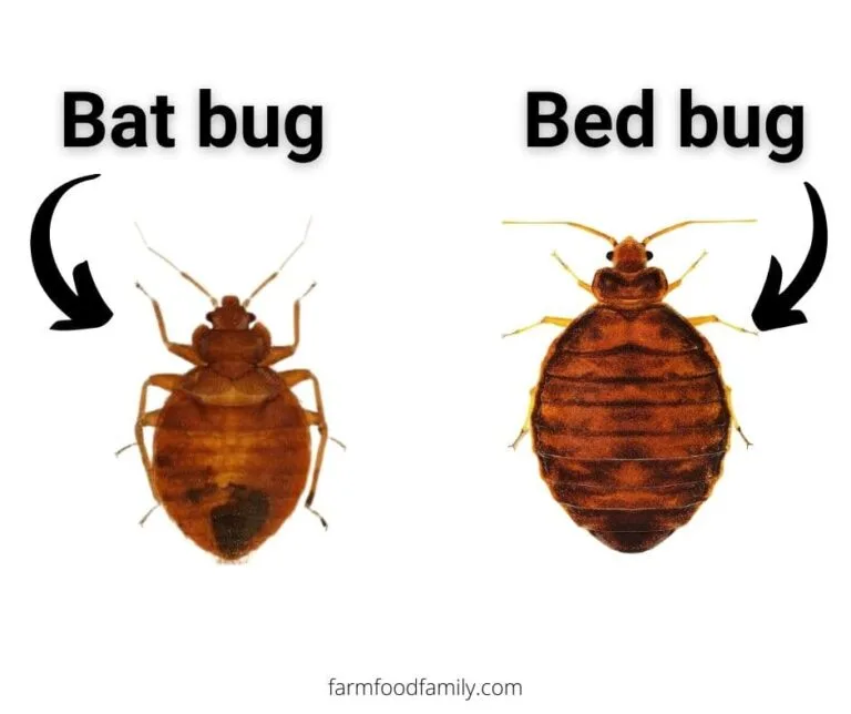 Bed Bugs Vs Bat Bugs