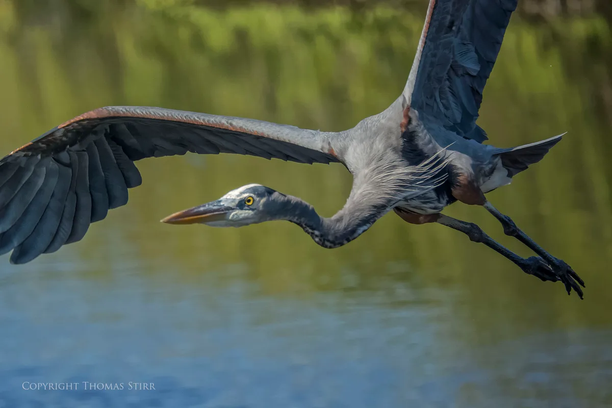 bird in flight