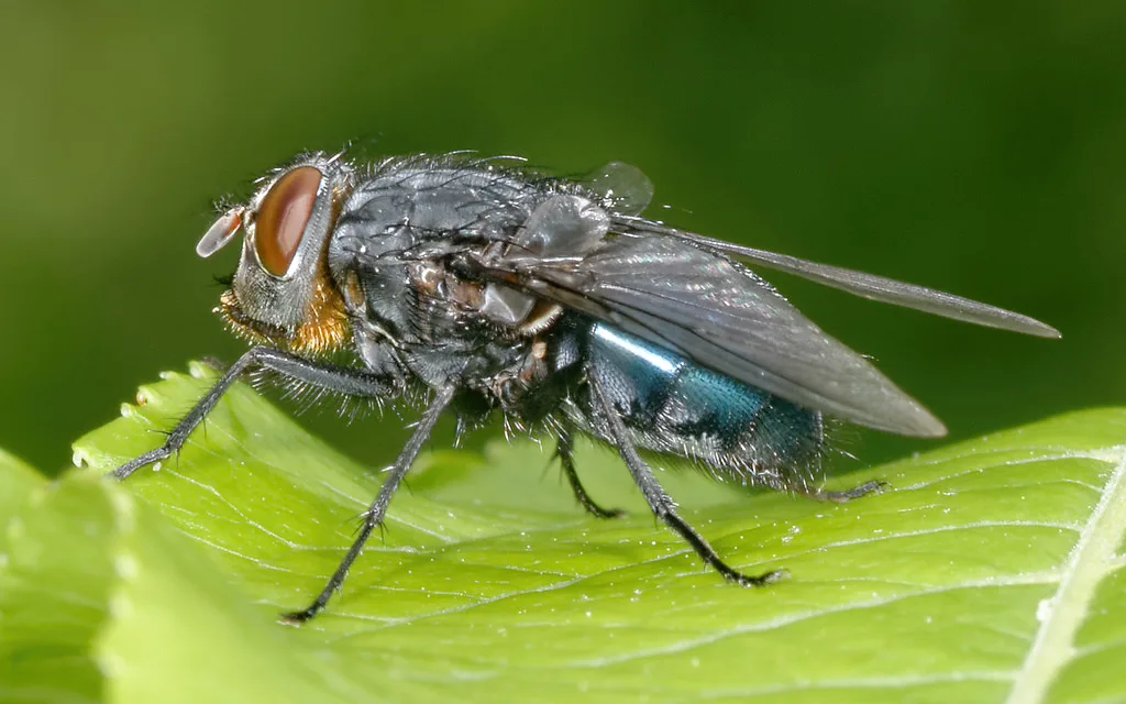 Blow fly (Calliphoridae family)
