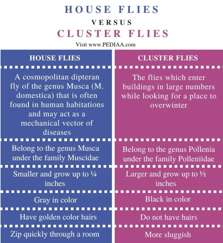 cluster flies vs house flies identification