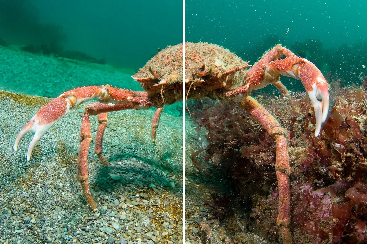 common ISO mistakes underwater