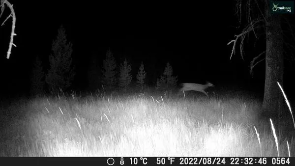 deer hunting scouting