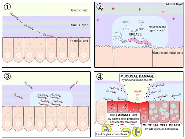 Gastro-oral transmission pathway