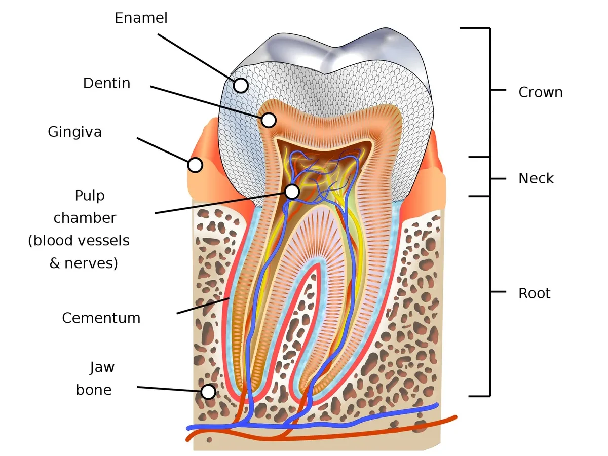 How To Fix A Cracked Tooth Naturally
