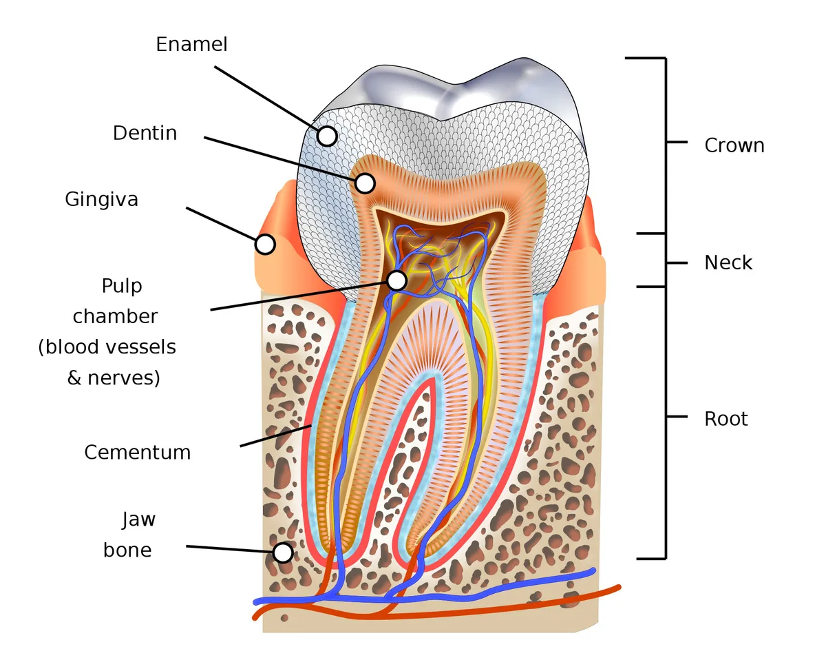 How To Fix A Cracked Tooth Naturally