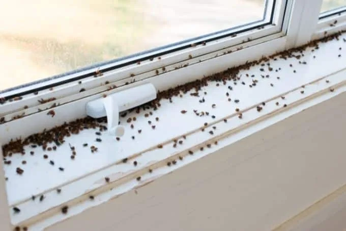 How To Get Rid Of Cluster Flies In House