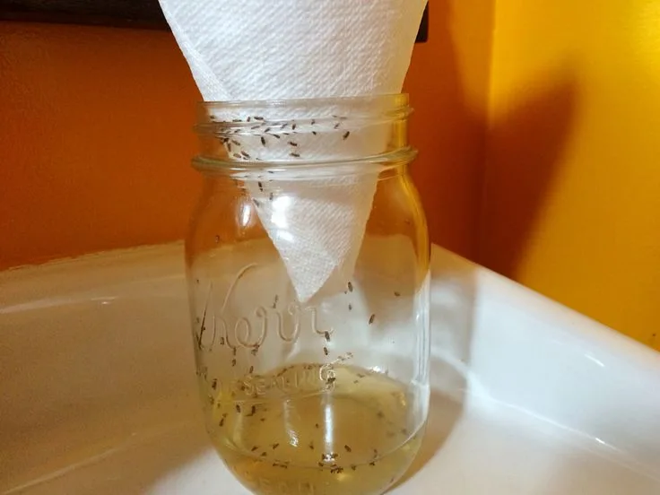 How To Get Rid Of House Flies With Vinegar