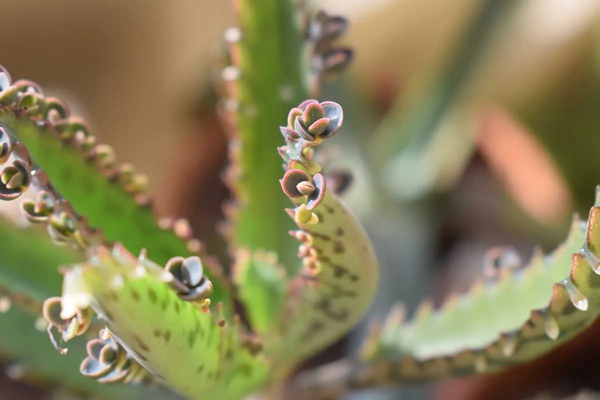 Mother of Thousands plantlets on leaf edge