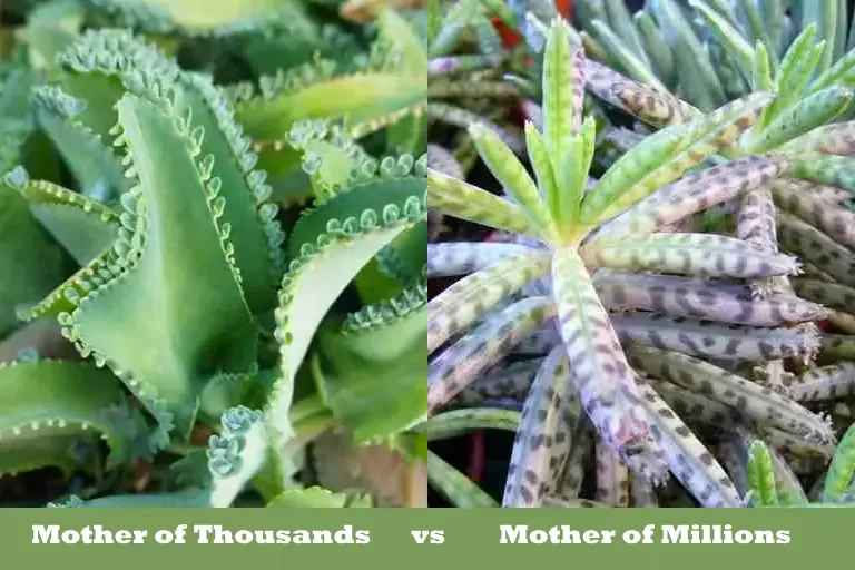 Mother Of Thousands Vs Mother Of Millions