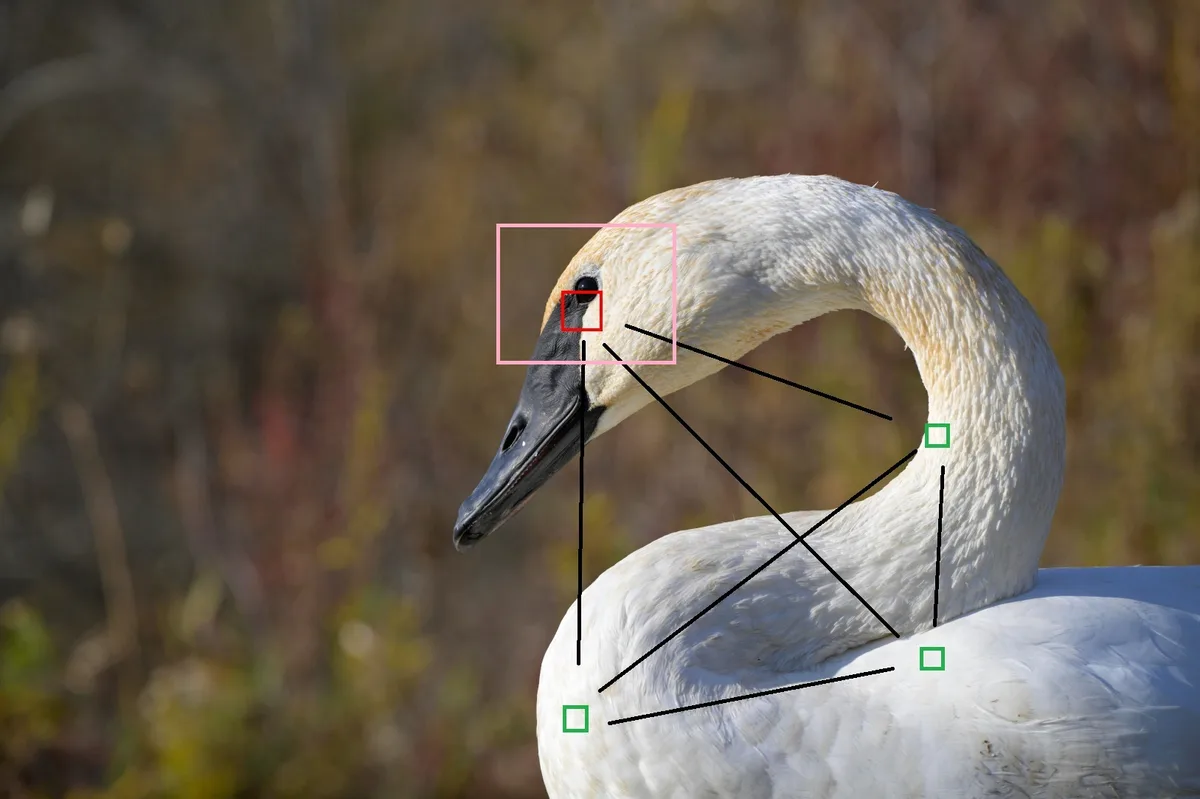 Nikon Z8 autofocus modes