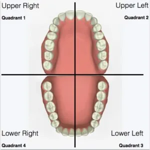 Oral-B quadrant pacer