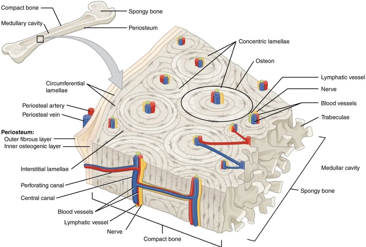 Periosteum