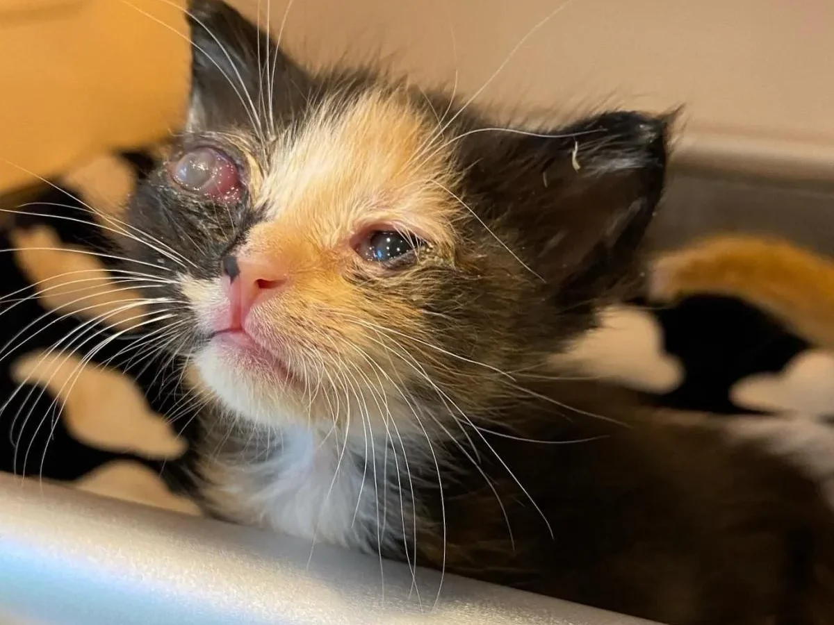 Pictures Of Cat Eye Problems