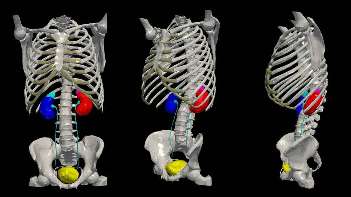 rib cage and pelvis alignment