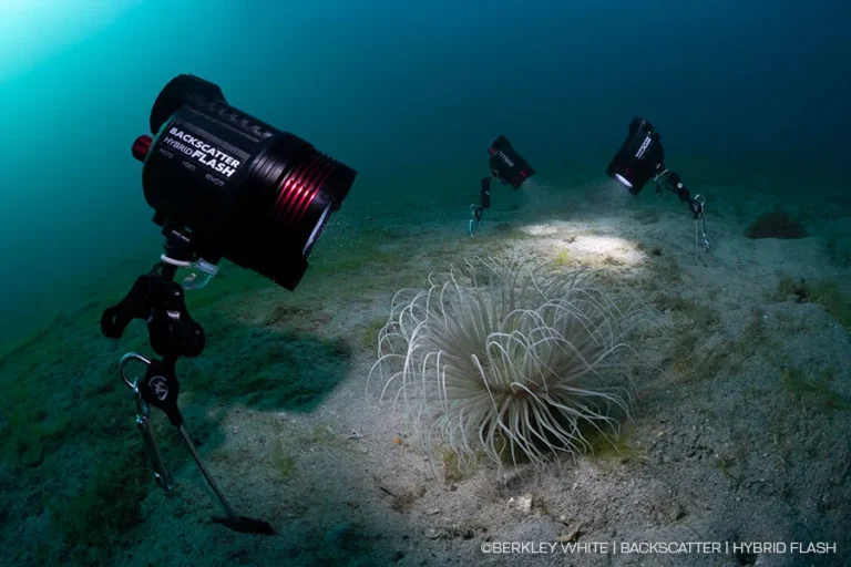 strobe vs video light underwater