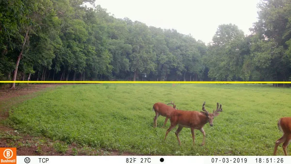 trail camera aimed at brush