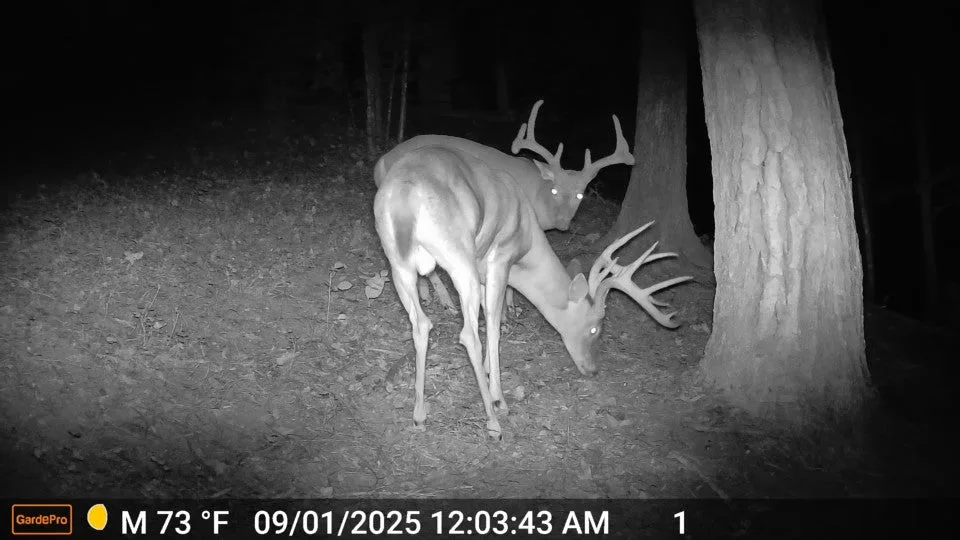 trail camera daytime photo troubleshooting