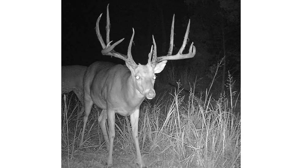trail camera false trigger investigation