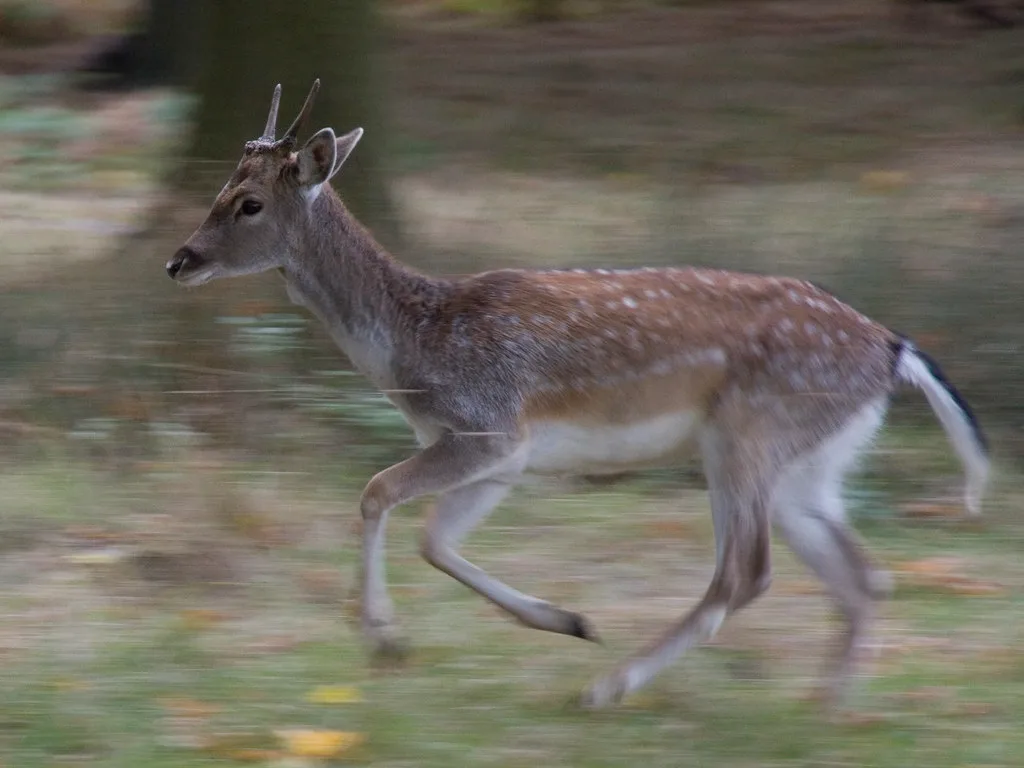 trail camera motion blur