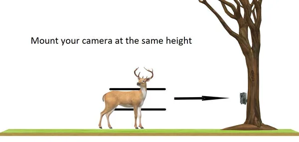trail camera mounting height and angle