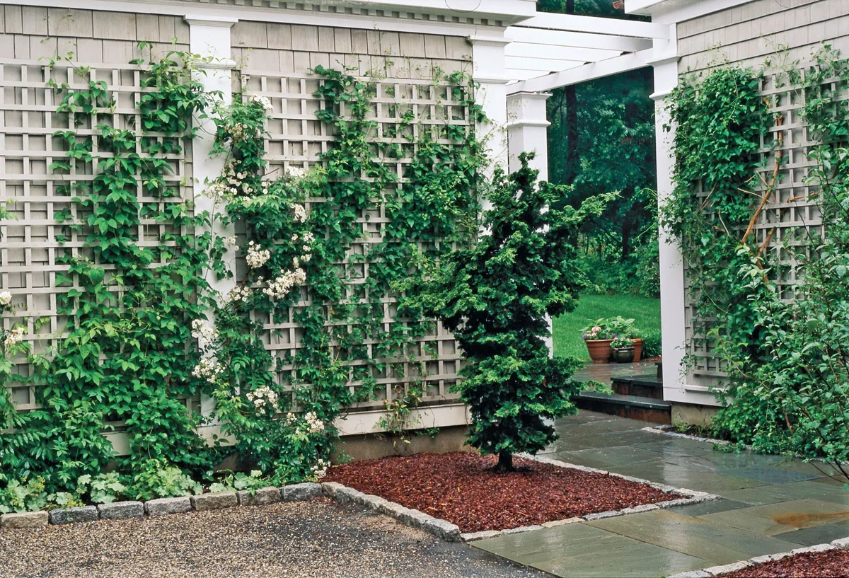 Trellis