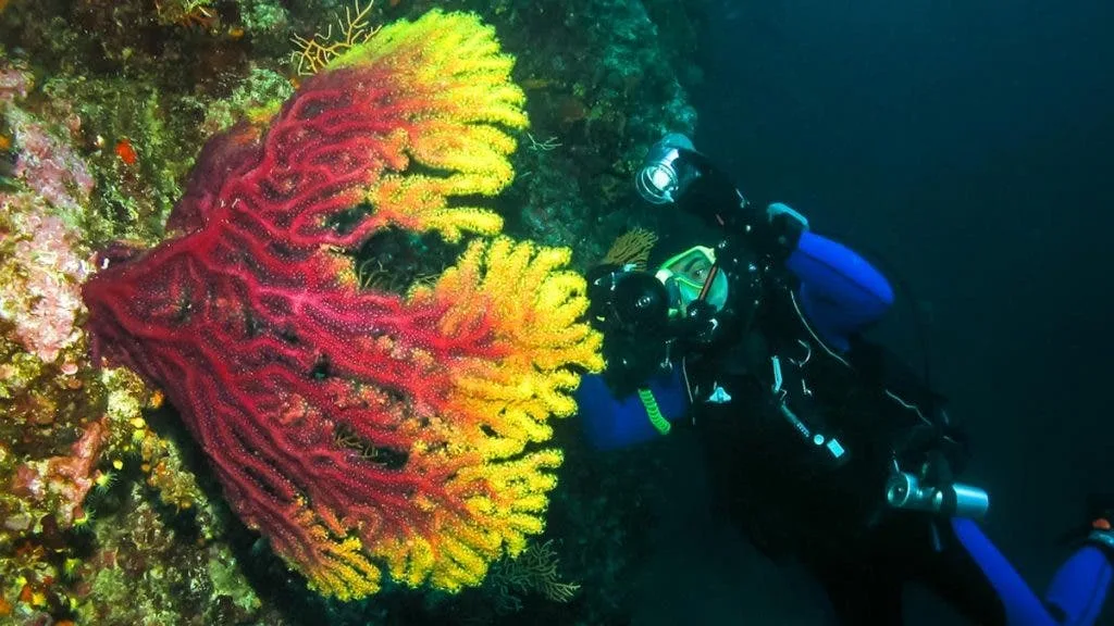Underwater strobe