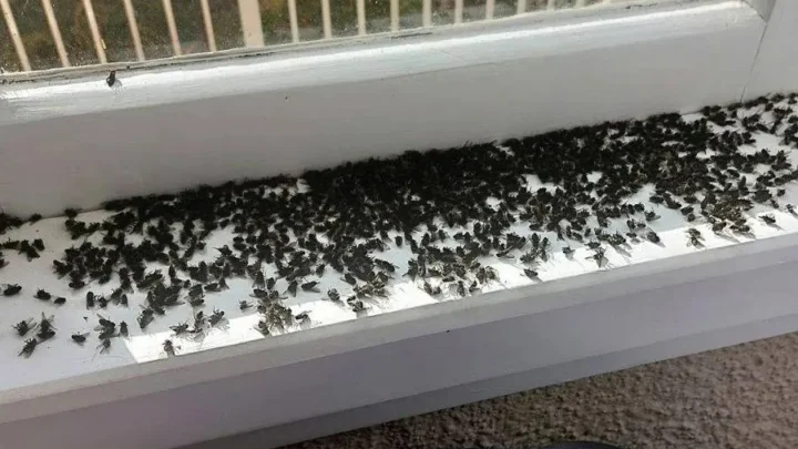 Why Do I Suddenly Have Large Flies In My House