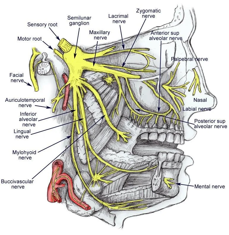Why Do My Other Teeth Hurt After Wisdom Tooth Extraction