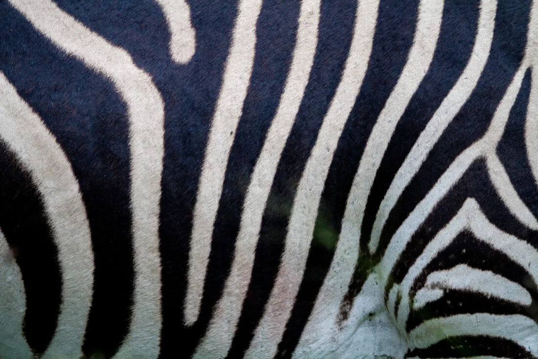 zebra pattern